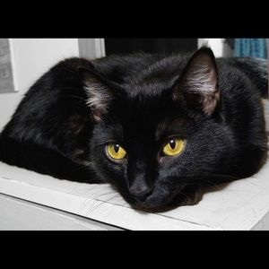 Meet your Posher, Genesis